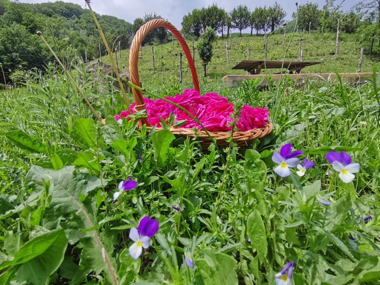 Pensiunea Izvorul Bucuriei Siriu Exteriér fotografie